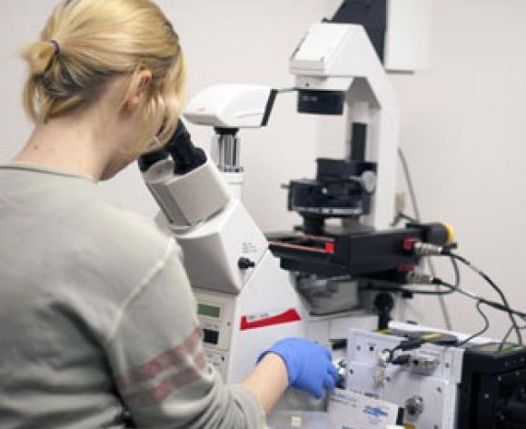 A graduate student uses the confocal microscope to monitor the sub-cellular localization of cysteine proteases that are tagged with different fluorescent markers.