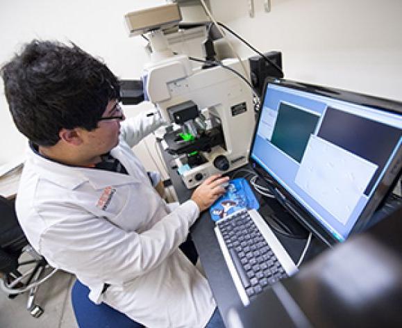 An undergraduate student studies the morphological features of proteins that form the cytoskeleton in mammalian cells.